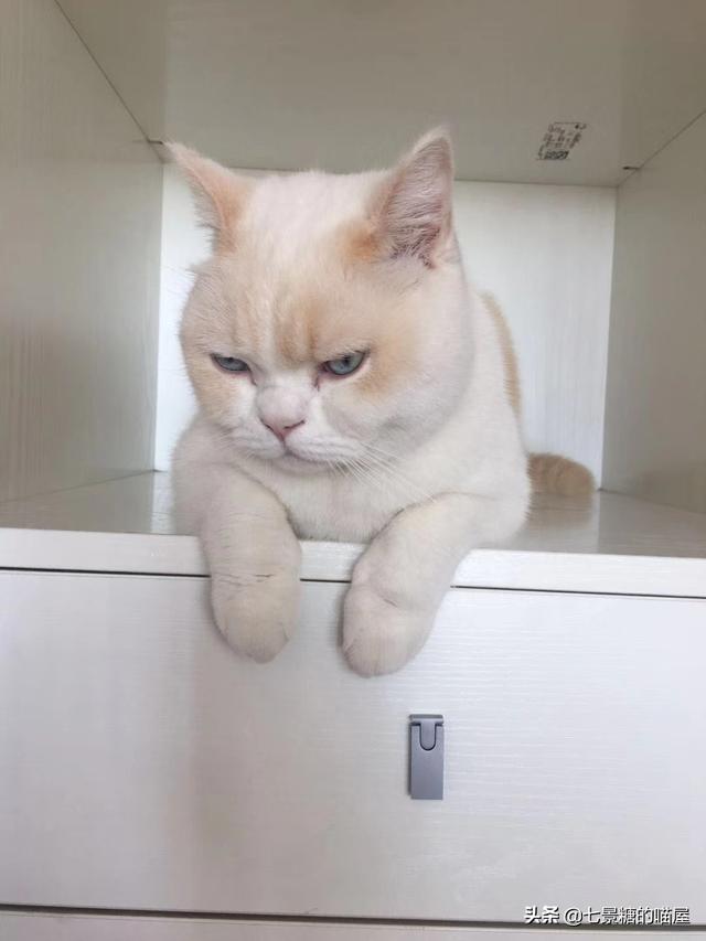 猫咪吃西瓜动图:你有没有拍到有趣的猫咪照片，分享一下？