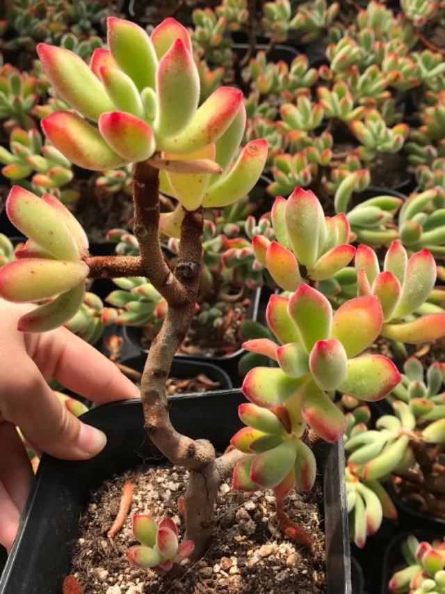 碧光环不发芽:如何让荷花种子尽快发芽？