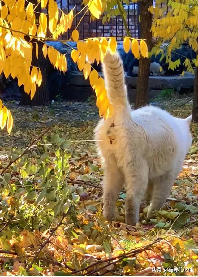 可爱宠物小猫咪头像:有哪一瞬间你觉得被猫咪萌化了？