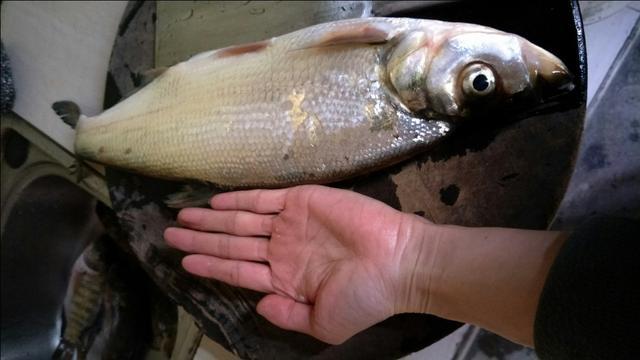大钩扯旗鱼咬别的鱼吗:翘嘴鱼该怎么钓？如何钓？能具体说说么？