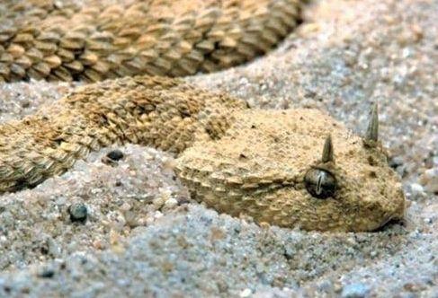 广东南方蛇的种类:在农村的山上遇到头部是三角形的蛇，是不是都是毒蛇呢？