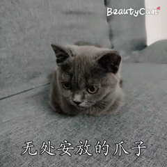 无猫毛价格:长相奇特的无毛猫，为什么还有人买它？