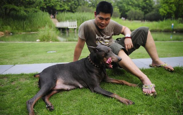 藏獒之家网站大全:买狗狗时，什么样的幼犬不能选？