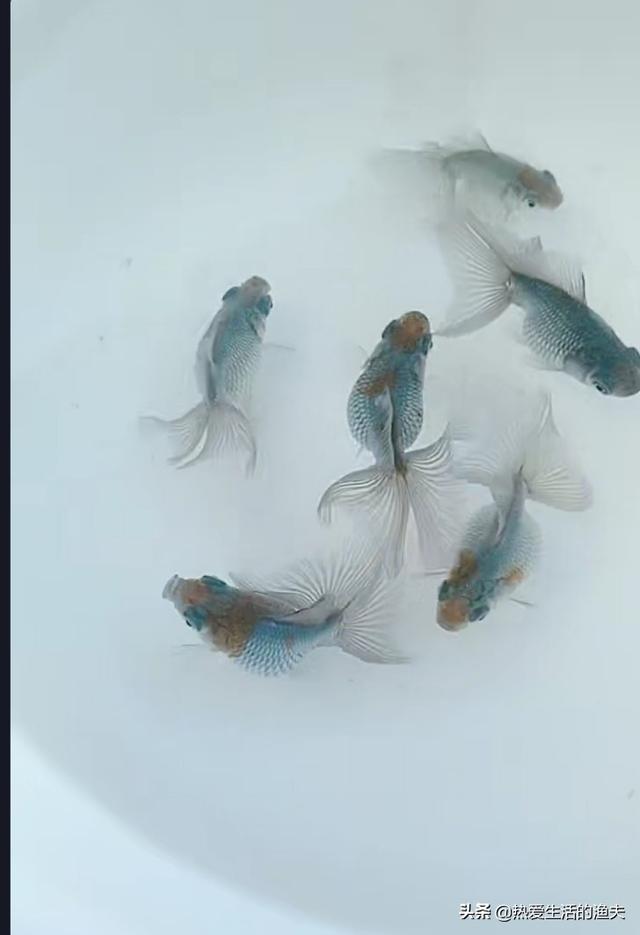 可爱的小金鱼怎么养:刚孵化的金鱼苗怎样管理？
