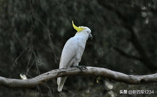 鸟的图片:鸟的图片卡通 说说你是怎么拍鸟的？分享一下实拍心得？