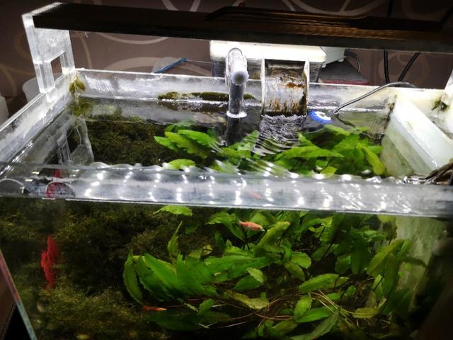 动态金鱼缸屏保:在饲养金鱼的水族箱里，可以铺设底沙或者种植水草吗？