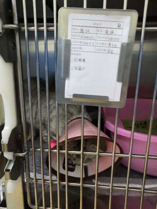 母猫绝育后8天不吃不喝:绝育后的猫咪爱睡觉吃的也少，绝育后猫咪吃什么增食量？