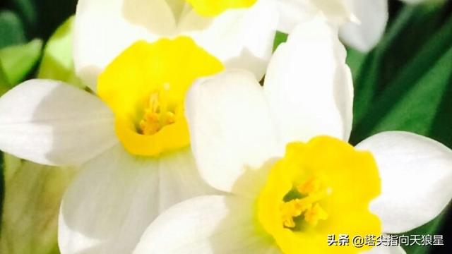 花叶万年青 有毒:花叶万年青有毒吗 养猫花瓶里不能插哪些花？