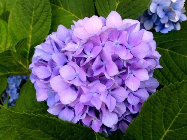 八仙花图片:绣球花应该在什么时间段浇水？早晨和下午哪个时段更好一些？