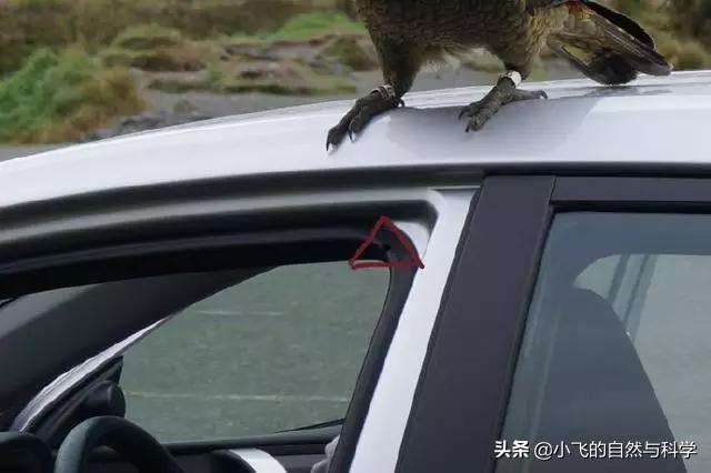 啄羊鹦鹉吃羊视频:啄羊鹦鹉 成年猫的智商相当于人的几岁？