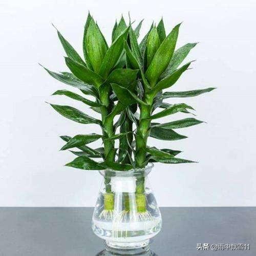 富贵竹图片大全:富贵竹图片大全壁纸 富贵竹长出根了也可以一直插在水里吗？