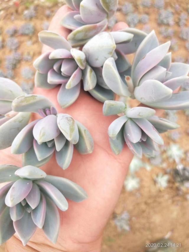 姬玉露徒长后怎么处理:石竹花一直是全日照，还是徒长，应该怎么处理？