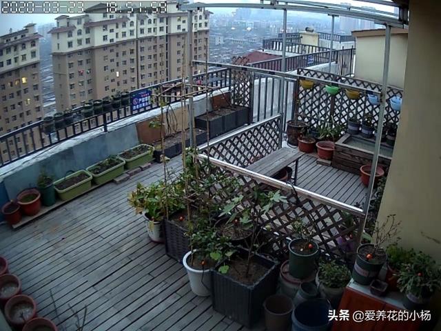 露天葡萄种植技术大全:葡萄种植中，行距、密度该如何确定？