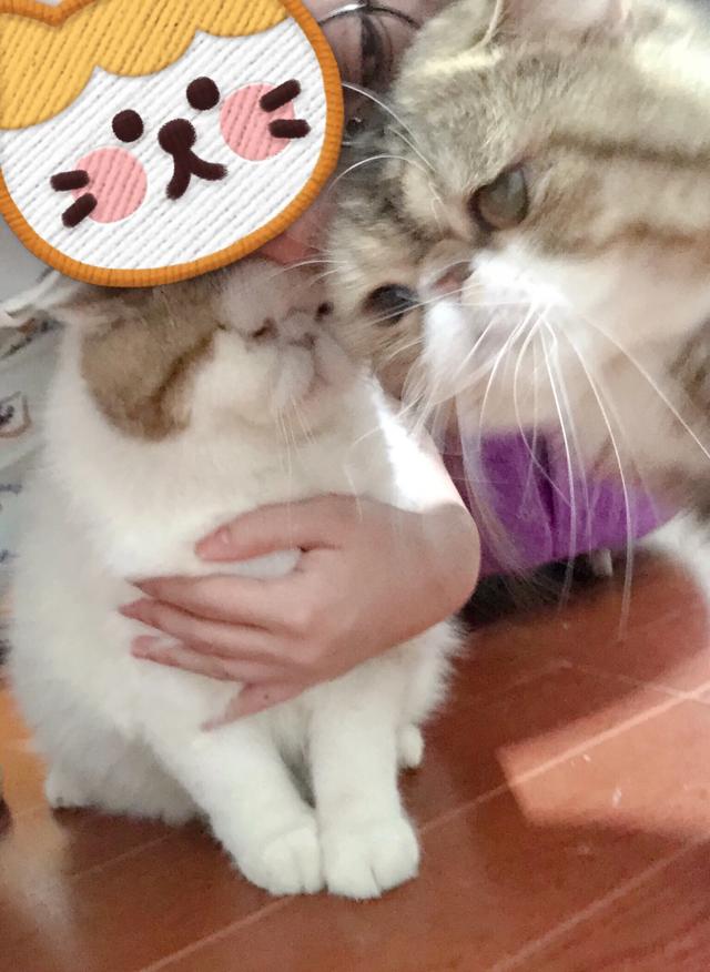 抱抱猫萌翻网友:猫咪想你撸它的时候，会有哪些行为？ 抱抱猫游戏