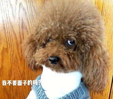 你听过狗狗的哪些“贱名”呢