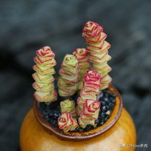 钱串子花图片:多肉钱串子需要深盆养吗为什么