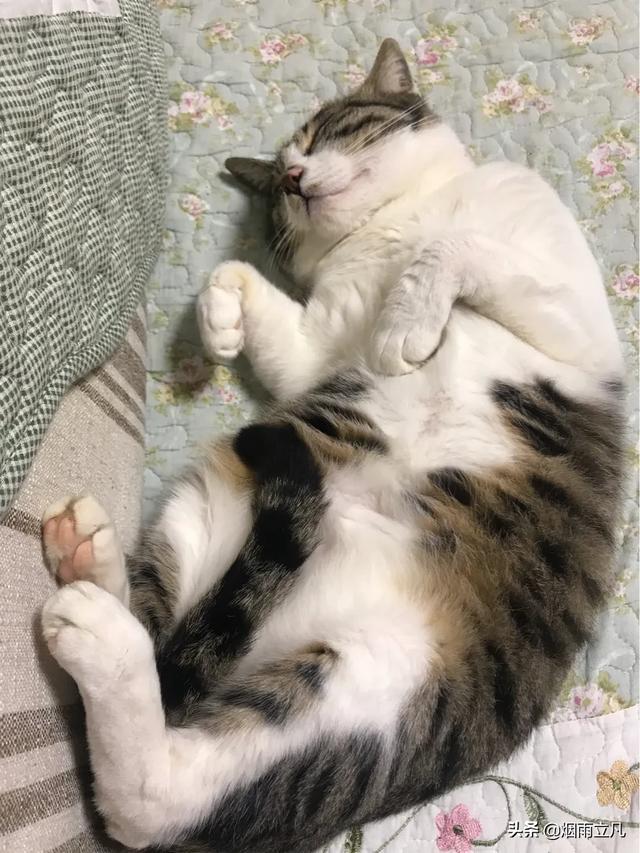中国狸花猫:为什么中国狸花猫的野性比较大？ 中国狸花猫价格