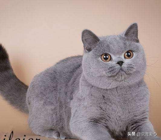 为什么猫咪能缩在小盒子里面:猫养在纸箱子里，然后把猫粮和猫砂放在纸箱里面，这样可以不？