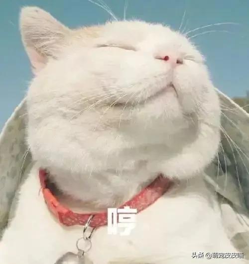 猫咪绝育当晚走来走去:母猫做完绝育手术上窜下跳，不停的动，伊丽莎白圈也不肯戴？ 猫咪绝育回来后走来走去