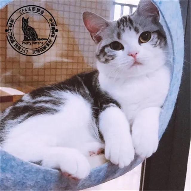 在宠物店买一岁半的绝育公猫英短蓝白猫500,价钱合适吗？听宠物店的人说,猫的主人要回家,所以不养了？