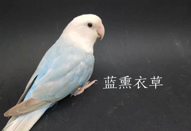 玫瑰鹦鹉属于国家保护动物:国家二级保护动物的鹦鹉品种包括哪些？