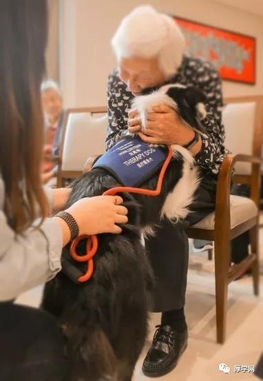 介助犬的遗言高清:治疗狗对焦虑症人群发挥了怎样的作用？
