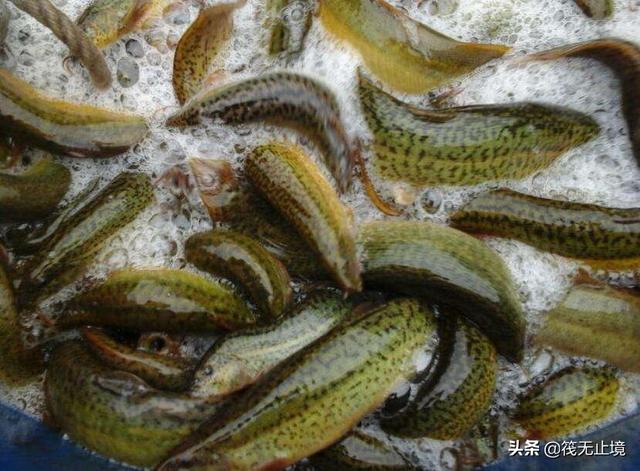 海钓活饵可以用泥鳅:筏钓中，他们挂泥鳅做钓饵，效果真的有那么好吗？