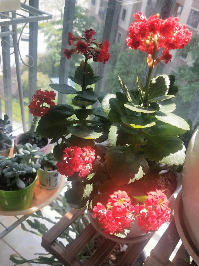 茶树花怎么养殖，长寿花放在室内灯光下可以吗怎么样