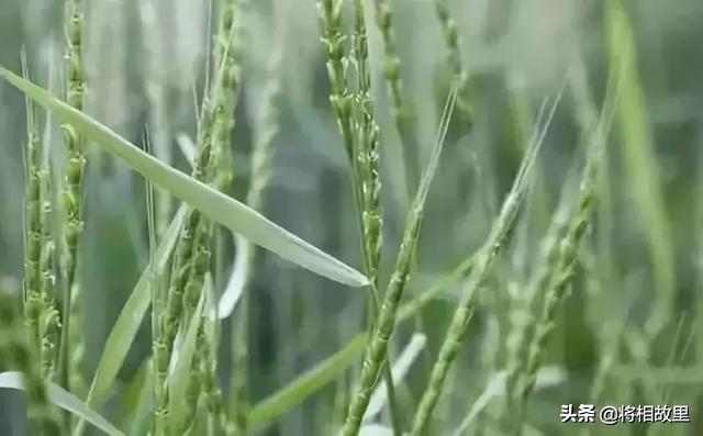 节节麦杂草如何有效清理，高筋优质麦春天怎么防除节节麦？