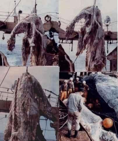 南非海怪:能排除日本蛇颈龙事件中的骨架是鲸的可能吗？