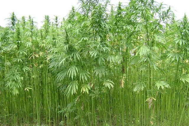 罂粟科罂粟属中的鸦片罂粟是最明显不能随便和私自种植的.