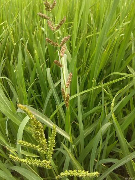 水稻喷稗草四天灌水同时可以施复合肥吗？为什么？