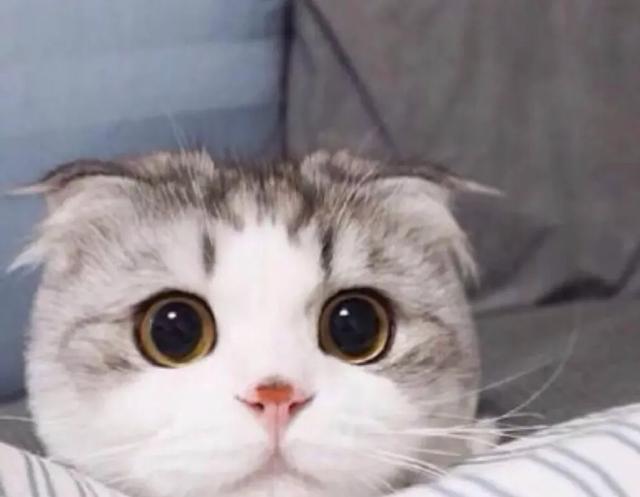 猫咪绝育:母猫做绝育，会有什么危害？ 猫咪绝育前注意事项