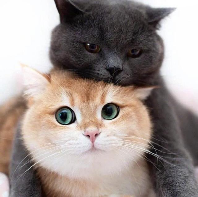 猫咪不乖by:猫是不是要从小养才会跟主人有感情呢？