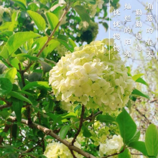 鼋头渚樱花什么时候结束？
