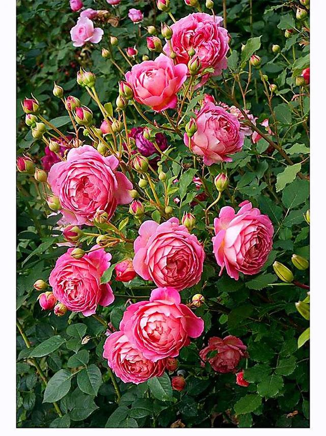 最香的几款月季品种是什么？插图98