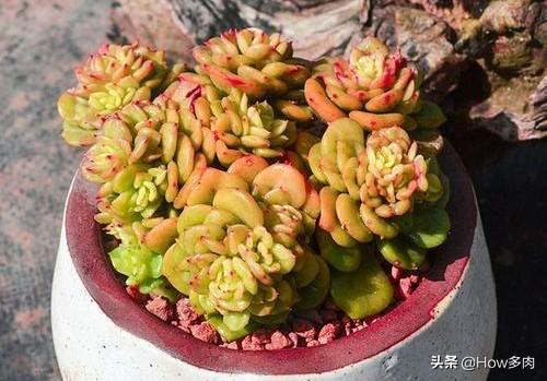 头条问答 蜡牡丹怎么养护 是不是很爱生病 19个回答