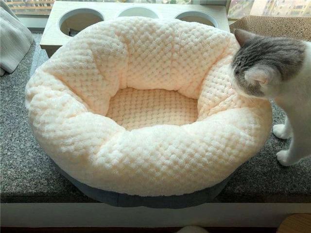 猫窝:猫窝图片 用泡沫箱做个小窝，适合小猫用吗？为什么？