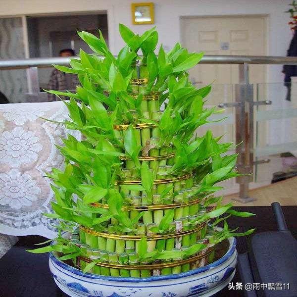 富贵竹图片大全:富贵竹图片大全壁纸 富贵竹长出根了也可以一直插在水里吗？