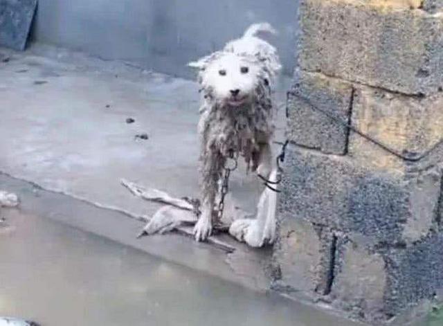 广安禁养大型犬有哪些:成都把中华田园犬列为22种禁养犬之一，你怎么看？