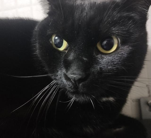 猫咪惊吓过度 会死吗:猫受到惊吓后有强烈的攻击性怎么办？