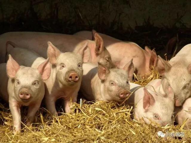 小猪拉稀不吃食怎么办？插图