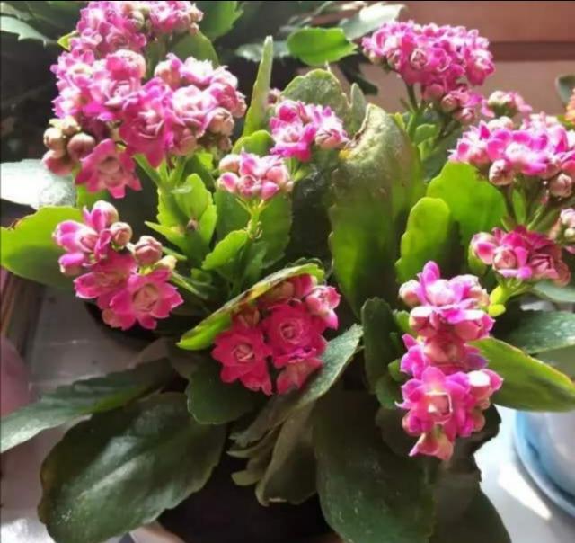 长寿花有毒吗:长寿花、好运花有毒吗，能放家里吗？
