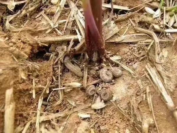 玉米地蚜虫怎么防治:玉米结果期有钻心虫怎么治？