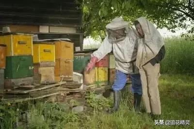 巨型蟑螂:蟑螂是靠吃什么维持生命的