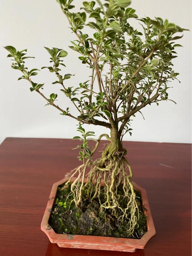 室内最好的观赏植物:十大室内观赏植物 室内养花，养几种花比较好？