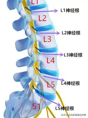 头条问答 腰椎l3 L4膨出 L4 L5突出 L5 S1脱出是什么意思 45个回答