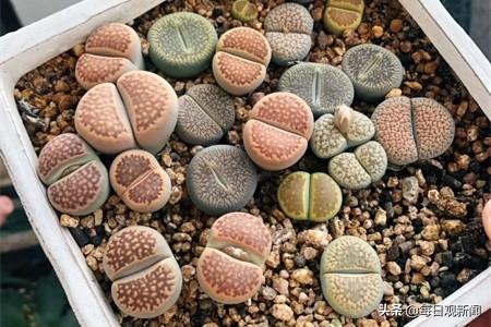 头条问答 - 蒙自火石花怎么养?(13个回答)