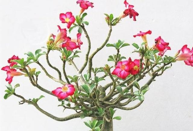 红玫瑰蜘蛛怎么拿出来:沙漠瑰玫有蜘蛛网怎么办？该怎么养好它？