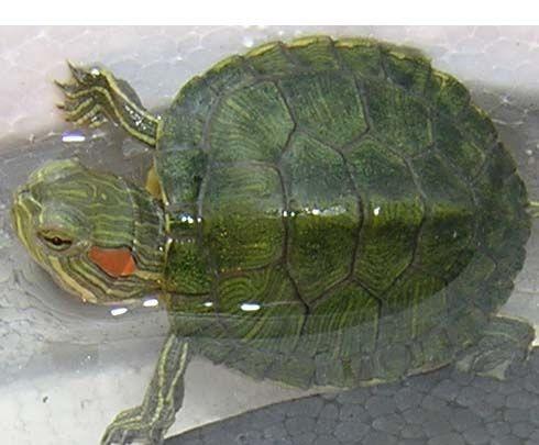 草金鱼能和斗鱼一起养:草龟和斗鱼一起养可以吗？